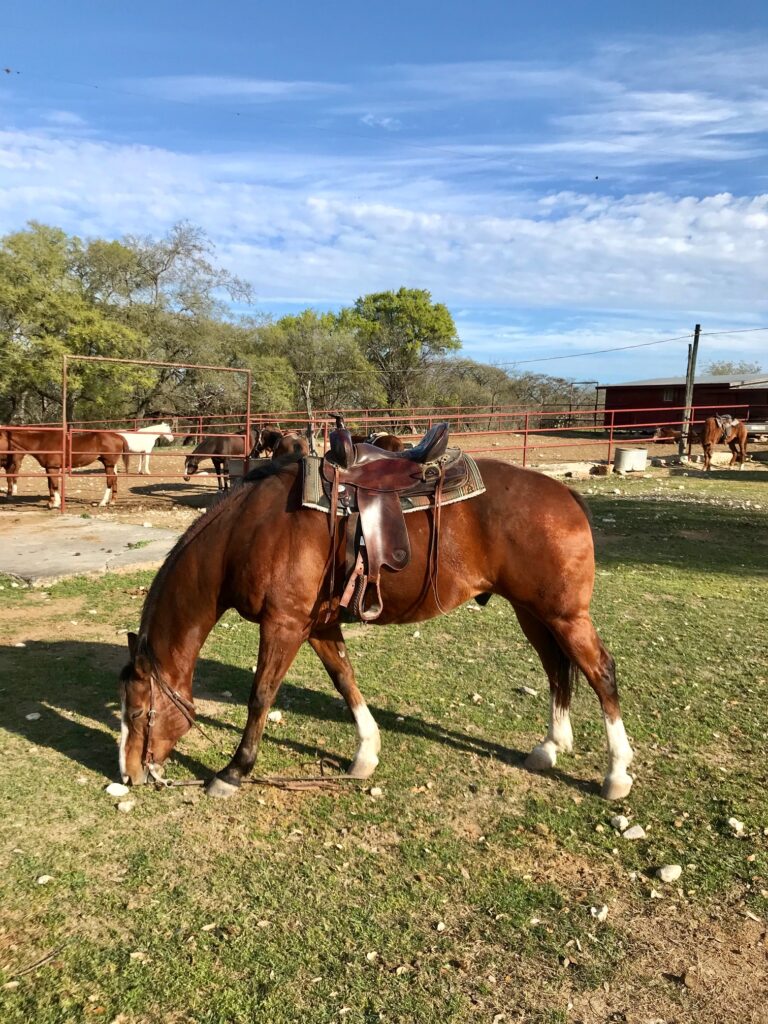 Mayan Dude Ranch Review - Lorna Ryan